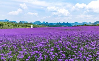 6.1号天津限号吗，61号天津限号吗现在？