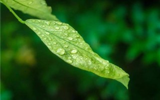 大名天气预报一周？大名天气预报一周7天？