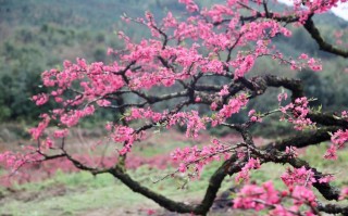 连平天气预报7天，连平一周天气报告？