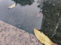 上思天气预报15天，上思天气预报15天天气？