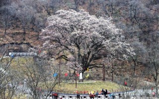 临西天气预报15天，临西天气预报15天查询结果？