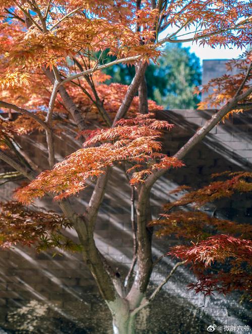一周天气预报北京,北京45天天气预报最准确-第6张图片-巾百福 一周天气预报北京,北京45天天气预报最准确-第6张图片-巾百福