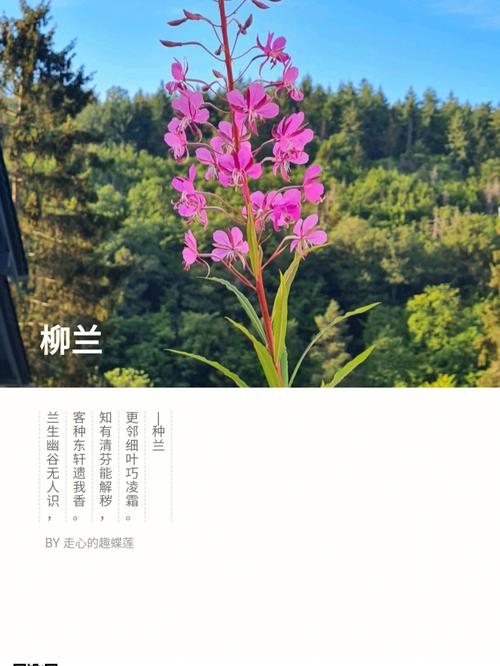 达沃斯期间车辆限号,达沃斯期间车辆限号吗?-第3张图片-巾百福 达沃斯期间车辆限号,达沃斯期间车辆限号吗?-第3张图片-巾百福