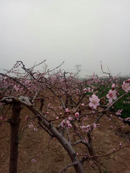 清河天气预报一周,清河天气预报一周天气?-第1张图片-巾百福 清河天气预报一周,清河天气预报一周天气?-第1张图片-巾百福