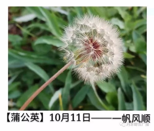预报天气的十种植物,预报天气的十种植物名称?-第1张图片-巾百福 预报天气的十种植物,预报天气的十种植物名称?-第1张图片-巾百福