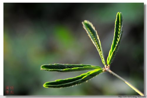 预报天气的十种植物,预报天气的十种植物名称?-第2张图片-巾百福 预报天气的十种植物,预报天气的十种植物名称?-第2张图片-巾百福