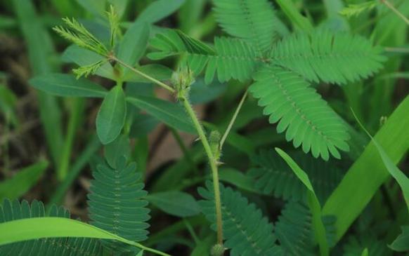 预报天气的十种植物,预报天气的十种植物名称?-第3张图片-巾百福 预报天气的十种植物,预报天气的十种植物名称?-第3张图片-巾百福