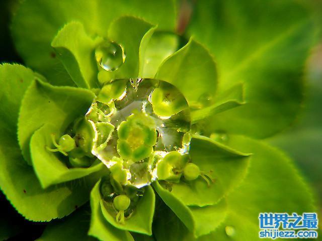预报天气的十种植物,预报天气的十种植物名称?-第4张图片-巾百福 预报天气的十种植物,预报天气的十种植物名称?-第4张图片-巾百福