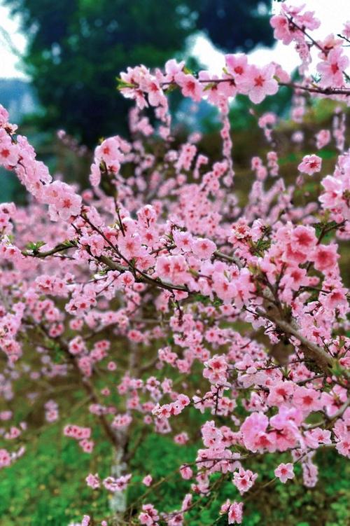 灵宝天气预报15天,灵宝天气预报15天30天?-第6张图片-巾百福 灵宝天气预报15天,灵宝天气预报15天30天?-第6张图片-巾百福
