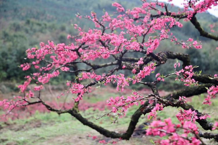 连平天气预报7天,连平一周天气报告?-第1张图片-巾百福 连平天气预报7天,连平一周天气报告?-第1张图片-巾百福