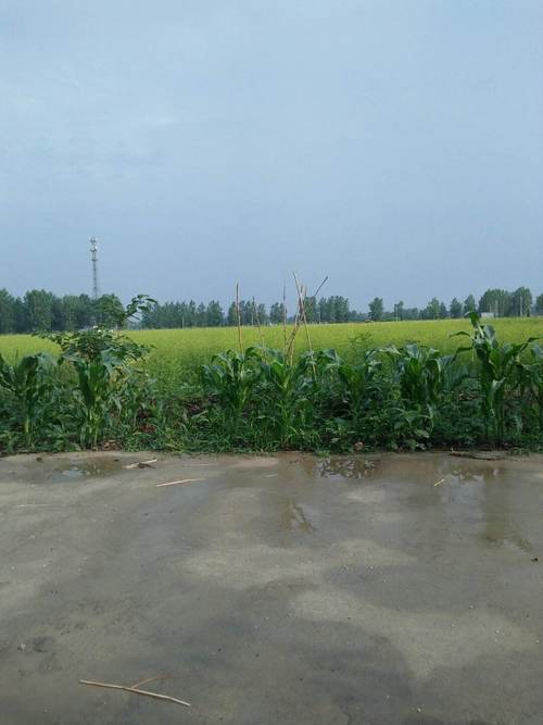亳州市涡阳县天气?亳州市涡阳县天气日历表?-第5张图片-巾百福 亳州市涡阳县天气?亳州市涡阳县天气日历表?-第5张图片-巾百福