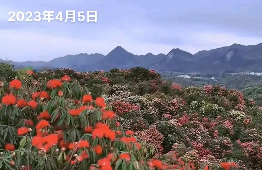 玉林天气预报7天?广西玉林天气预报7天?-第1张图片-巾百福 玉林天气预报7天?广西玉林天气预报7天?-第1张图片-巾百福