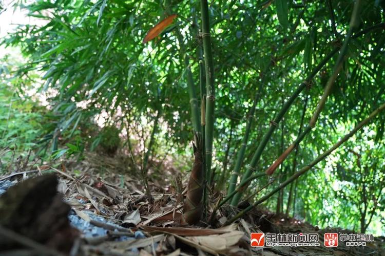 玉林天气预报30天,玉林天气预报30天查询最新?-第2张图片-巾百福 玉林天气预报30天,玉林天气预报30天查询最新?-第2张图片-巾百福